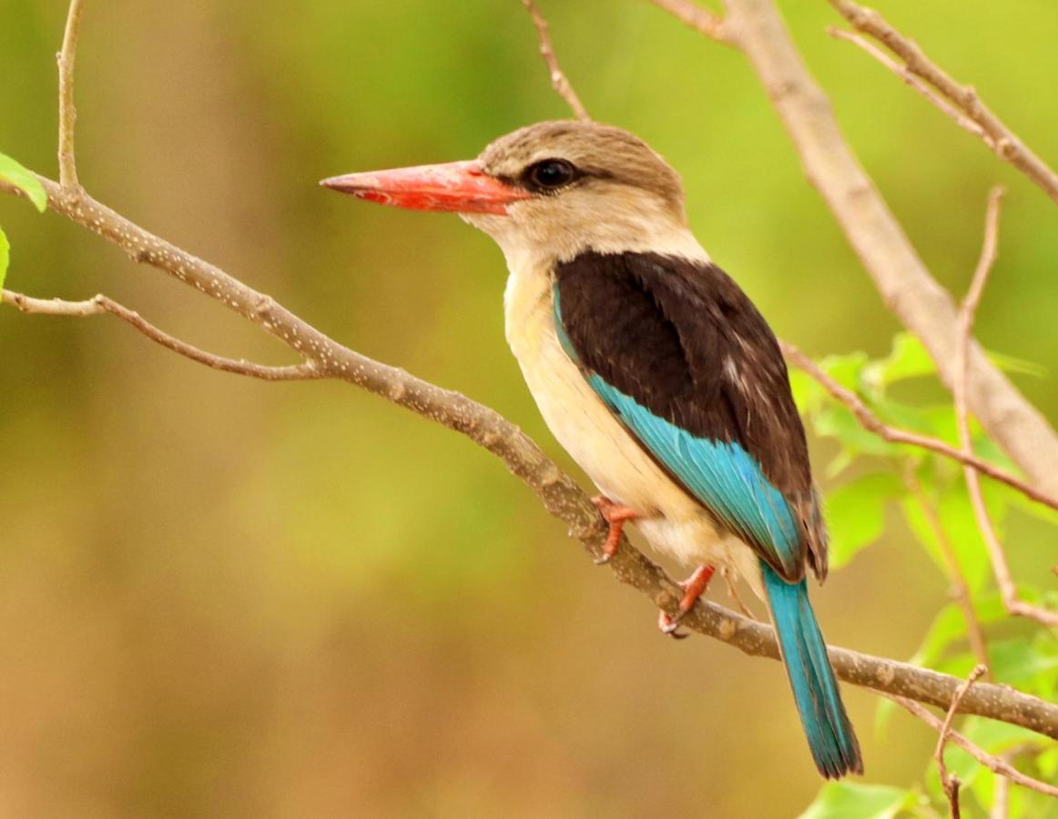 Tlou Safari Lodge Kasane Bagian luar foto
