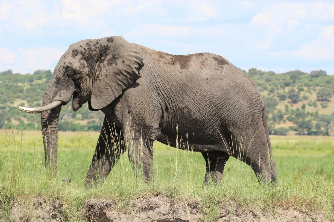 Tlou Safari Lodge Kasane Bagian luar foto