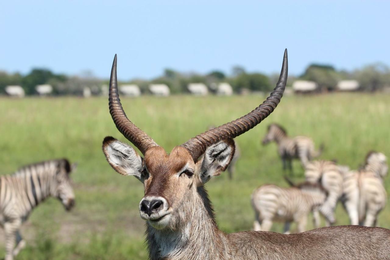 Tlou Safari Lodge Kasane Bagian luar foto