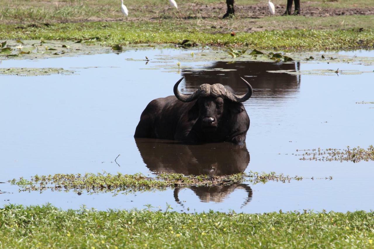 Tlou Safari Lodge Kasane Bagian luar foto