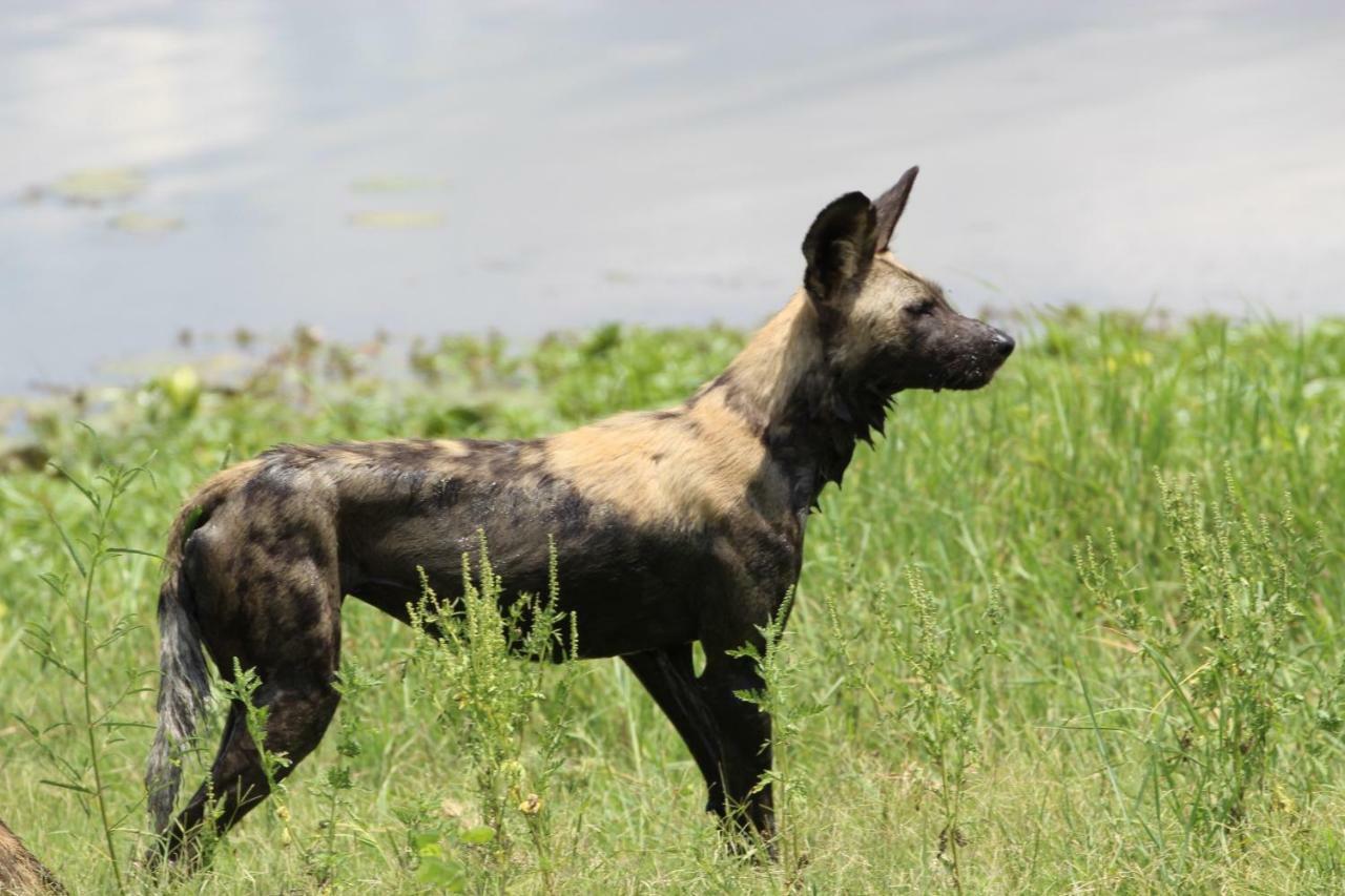 Tlou Safari Lodge Kasane Bagian luar foto