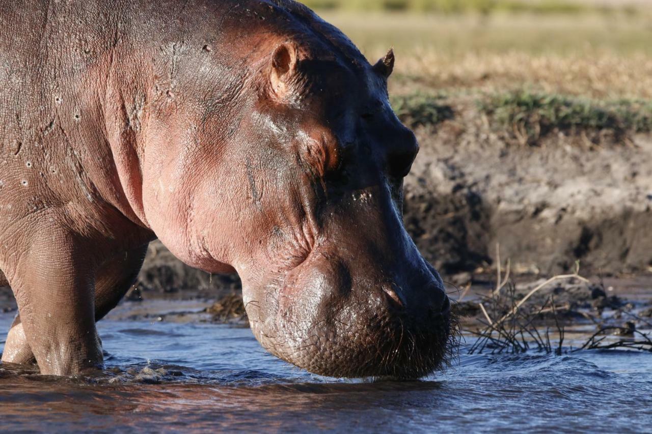 Tlou Safari Lodge Kasane Bagian luar foto