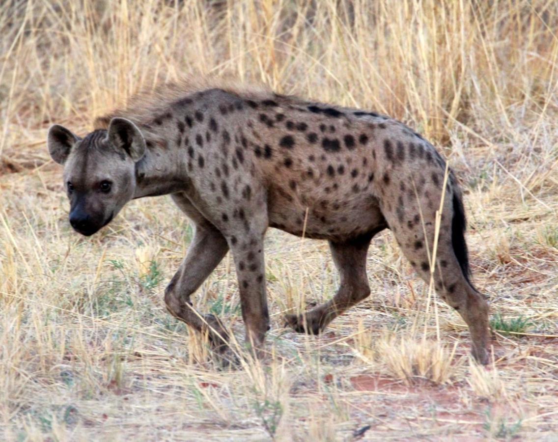 Tlou Safari Lodge Kasane Bagian luar foto